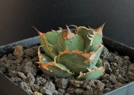 CATEGORY Titanota warthog｜疣猪 | Plus_Plants STORE