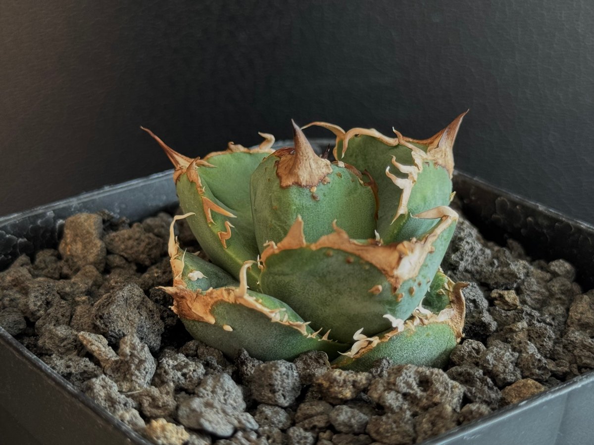 アガベ・チタノタ 疣猪/丸叶背刺（芽）-011｜agave titanota