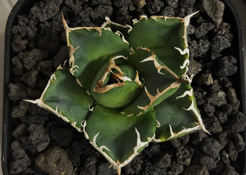 アガベ・チタノタ 立可白/SAD(芽）-054｜agave titanota south af