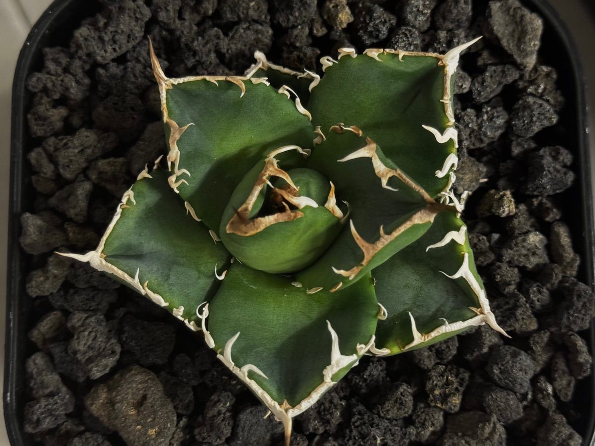 アガベ・チタノタ 立可白/SAD(芽）-054｜agave titanota south af