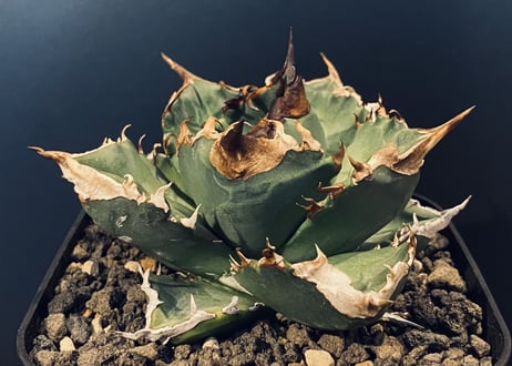 アガベ・チタノタ 白火焔(中/小)-008｜agave titanota white flame