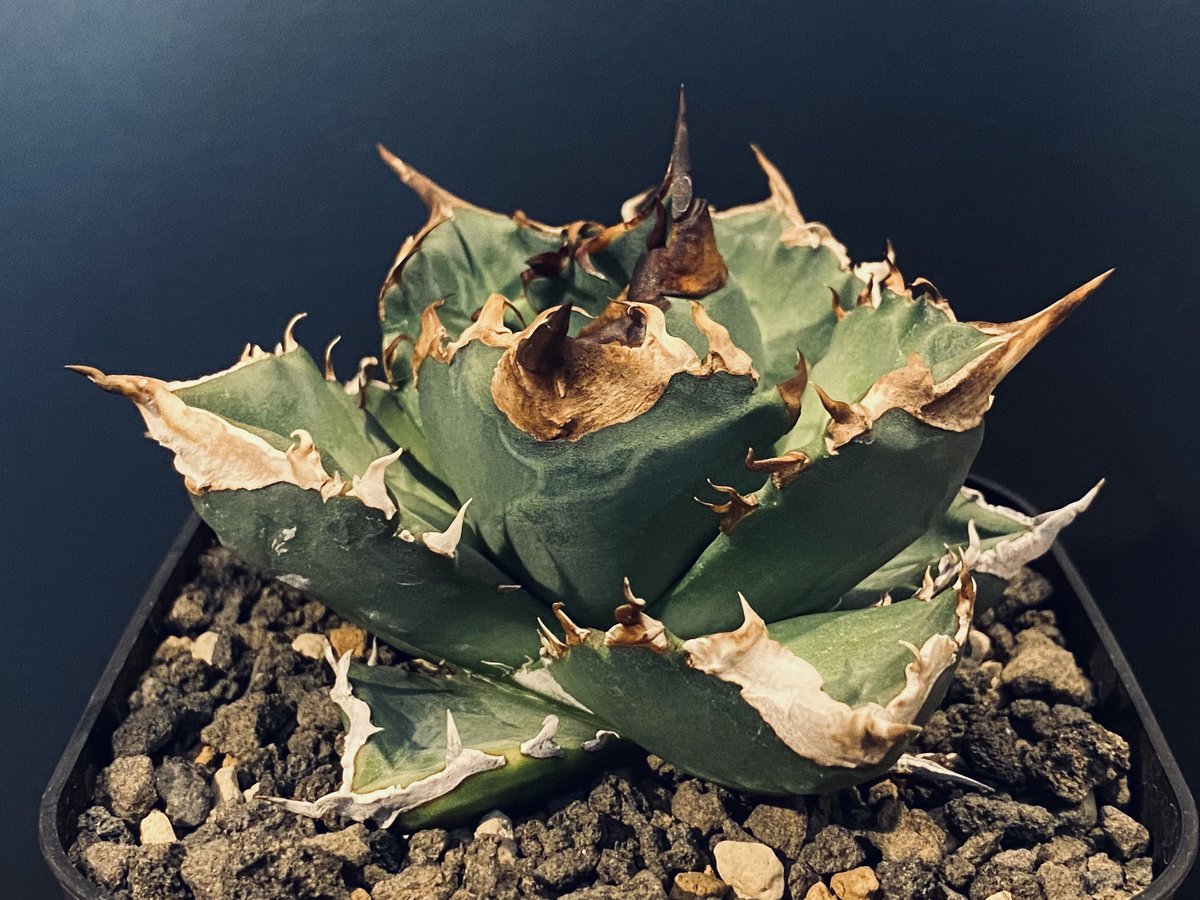 アガベ 白火焔 ホワイトファイア 古くさ OC 鉢植え 観葉植物 アガベ 白火焔 ホワイトファイア 古くさ OC 鉢植え 観葉植物