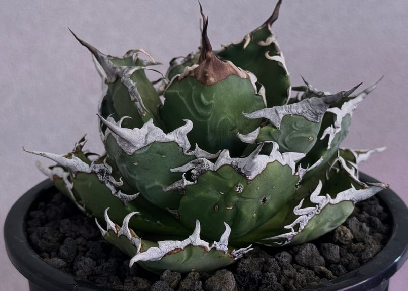 Agave Titanota 狂刺夕映 親株 鉢とタグ付き Agave Titanota 狂刺夕映