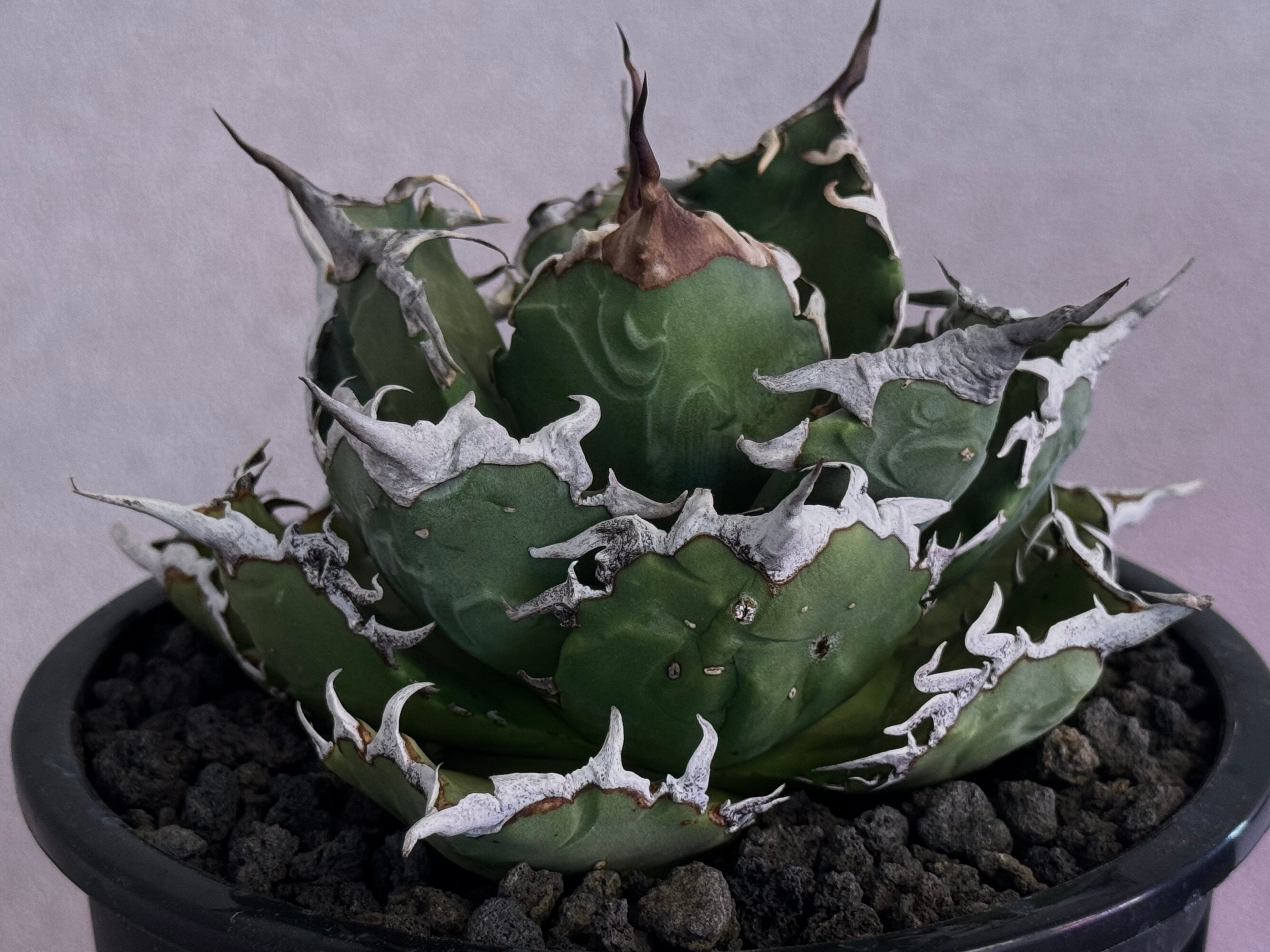 アガベ・チタノタ 狂刺夕映 (中株)- 016｜agave titanota Solar Ec