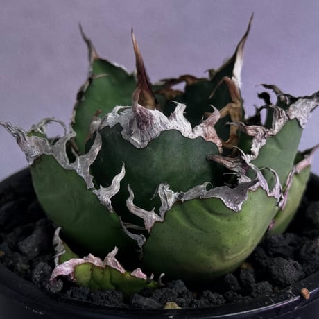 アガベシーザー | STORES