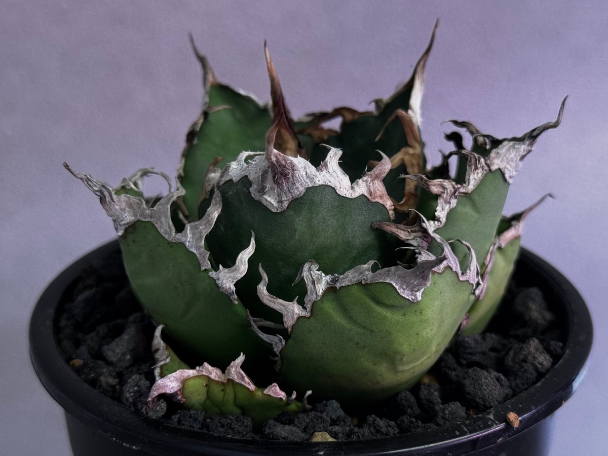 agave titanota Caesar アガベ　チタノタ　シーザー　親株 アガベ・チタノタ シーザー/凱撒（小株）-066｜agave titanota caesar