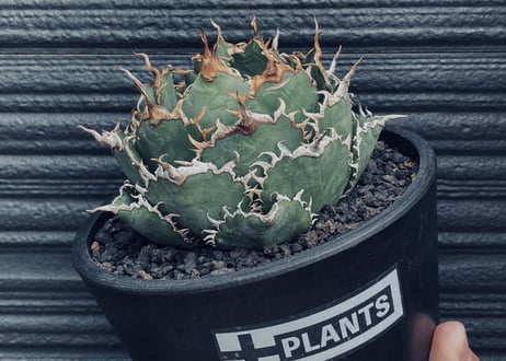 アガベ・チタノタ 圓葉拇指(フィリグリー)_ボールタイプ-002｜agave titanota filigree
