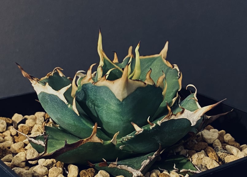 アガベ・チタノタ ハデス (黒帝斯)_小-012|agave titanota アガベ・チタノタ ハデス (黒帝斯)_小-012|agave titanota