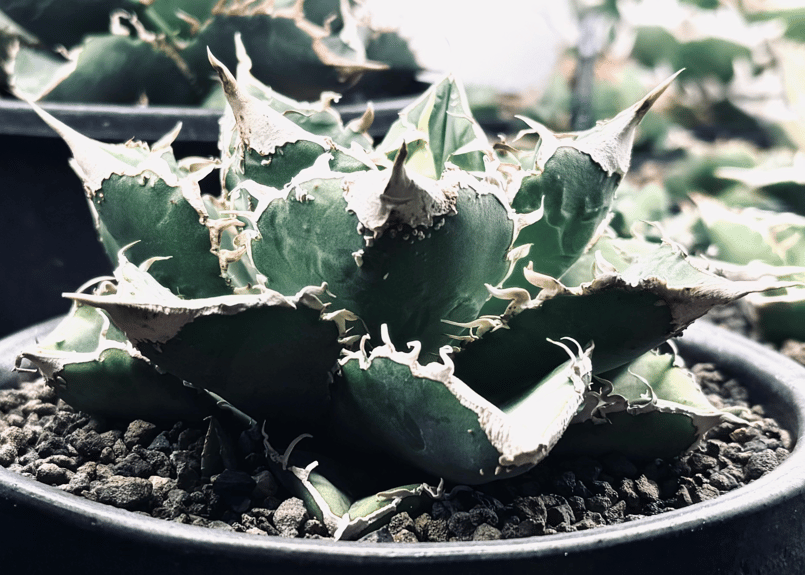 アガベ・チタノタ 繁星(芽)-007|agave titanota star‐studded アガベ・チタノタ 繁星(芽)-007|agave titanota star‐studded