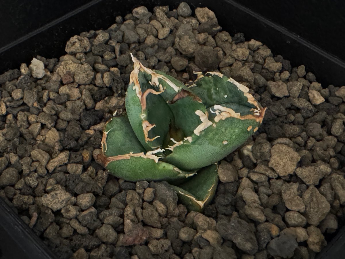 アガベ・チタノタ 疣猪/丸叶背刺(芽/小)-005|agave titanota アガベ・チタノタ 疣猪/丸叶背刺(芽/小)-005|agave titanota