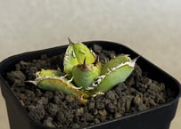アガベ・チタノタ FO076/オテロイ(芽)005｜agave titanota FO-076