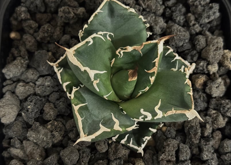 アガベ・チタノタ 立可白/SAD(芽）-054｜agave titanota south af