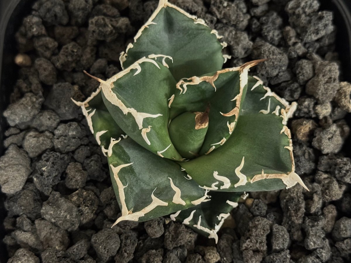 アガベ・チタノタ 立可白/SAD(芽）-054｜agave titanota south af