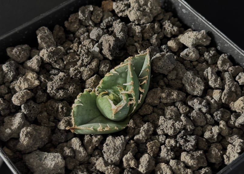 アガベ・チタノタ 星空（芽）-002｜agave titanota starry sky |