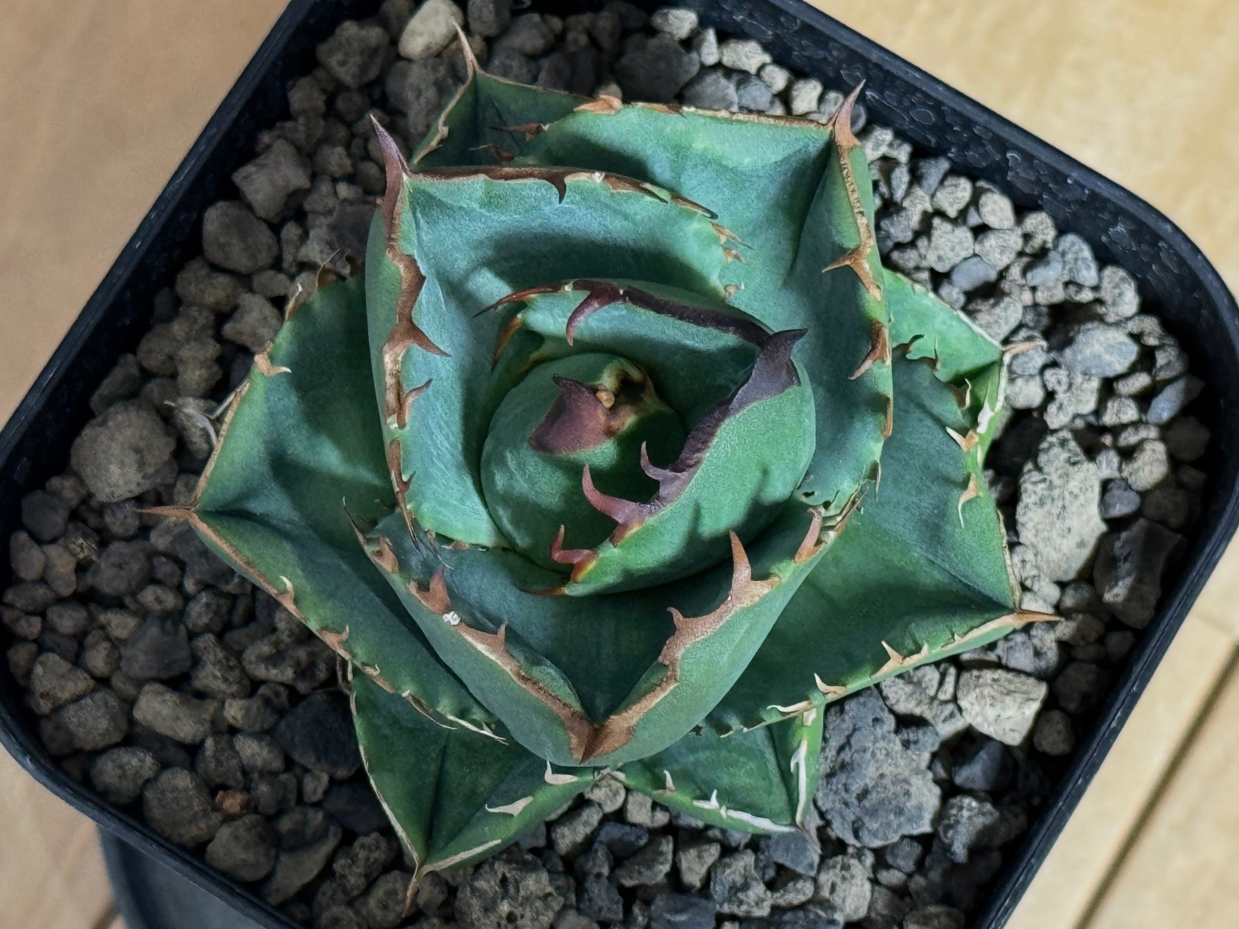 アガベ・チタノタ（ノーネーム）004｜agave titanota No Name | Plu