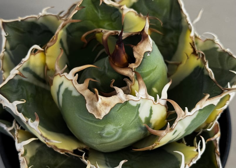 アガベ・チタノタ白鯨（覆輪）中-004｜agave titanota white whale