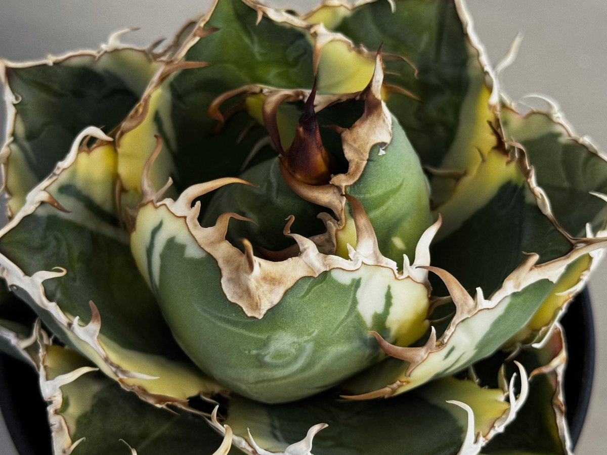 アガベ・チタノタ白鯨（覆輪）中-004｜agave titanota white whale