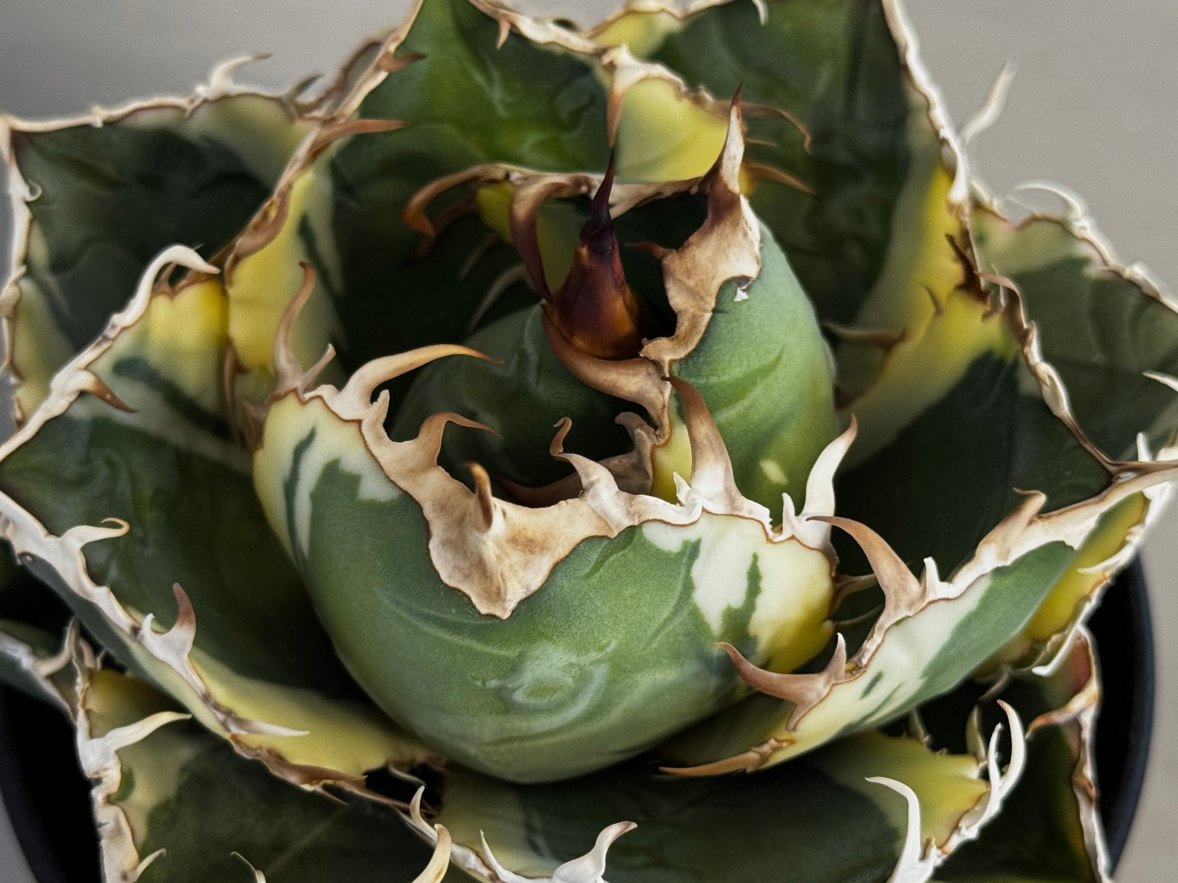 アガベ・チタノタ白鯨（覆輪）中-004｜agave titanota white whale