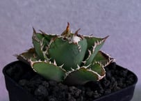 アガベ・チタノタ　天狼星(シリウス)-011｜agave titanota sirius