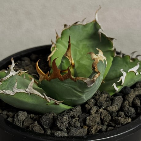 狂刺夕映 | STORES