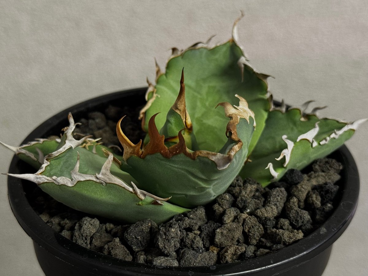 ボール型美形【中株】アガベチタノタcrab 螃蟹 ボール型美形【中株】アガベチタノタcrab 螃蟹 【公式通販】