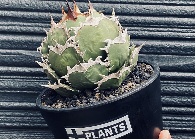 アガベ・チタノタ 烈焔(ボールタイプ)大-004|agave titanota flame |...
