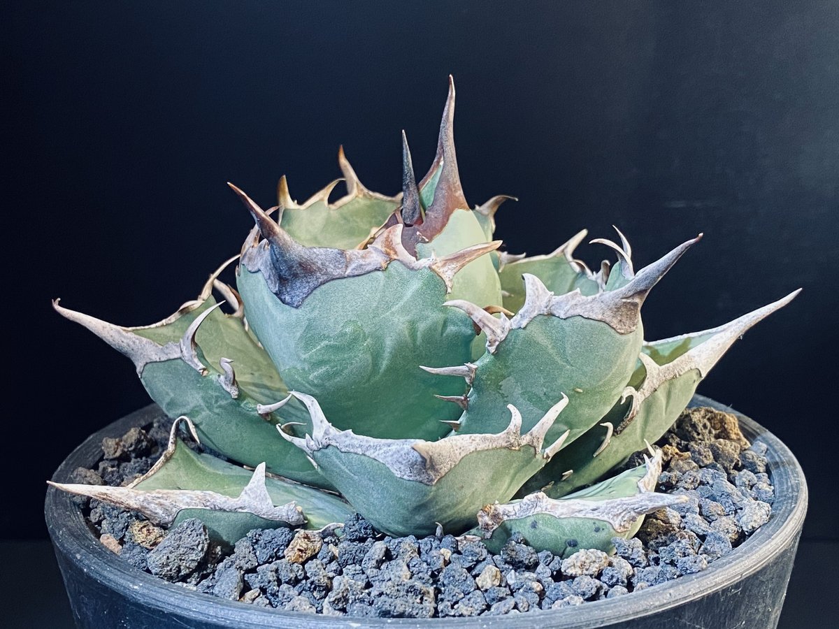 アガベ チタノタ 阿修羅 fit=scale-down,w=1200