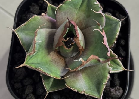 アガベ・チタノタ 黒豹（芽）-064｜agave titanota black panther