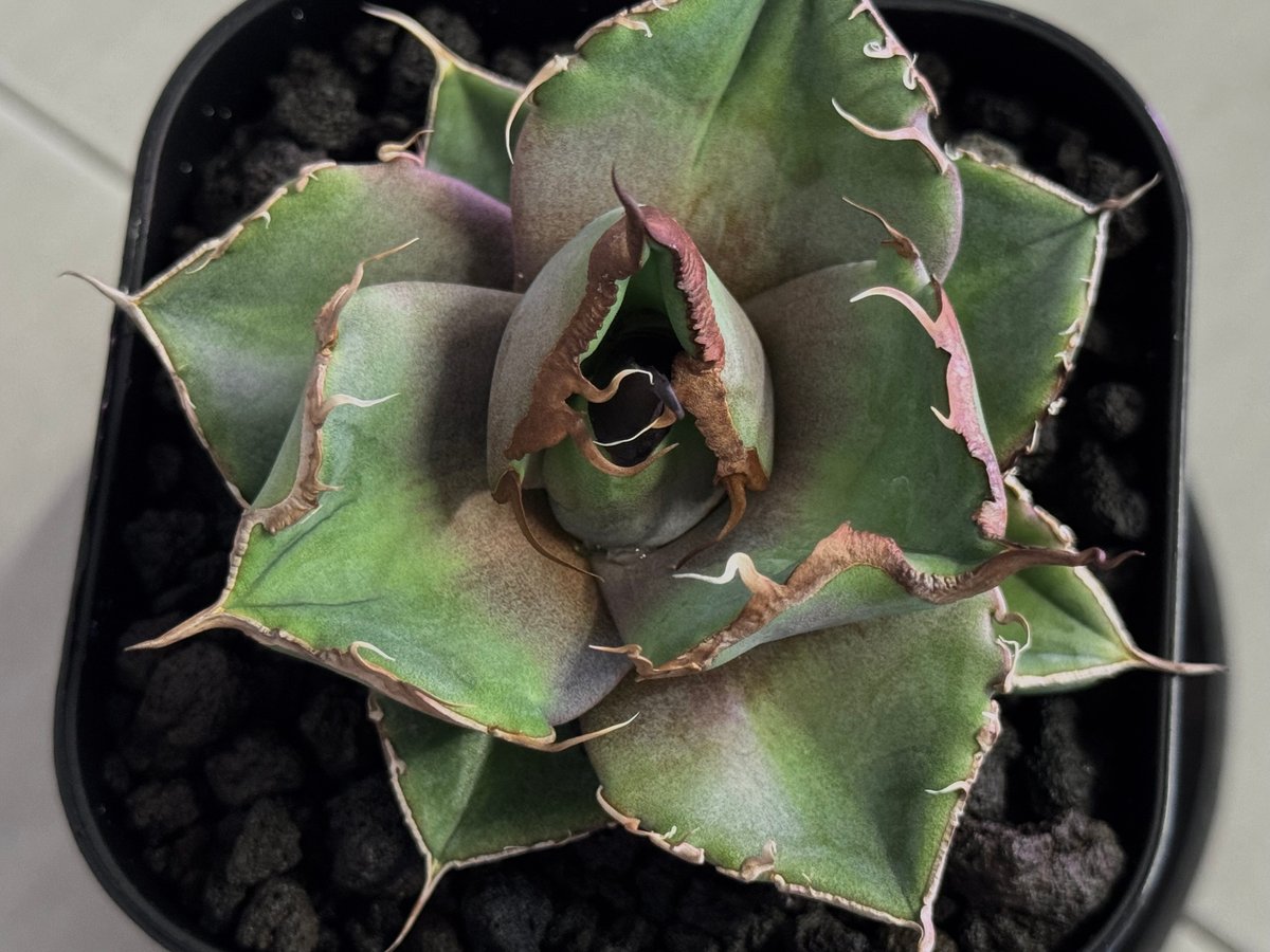 アガベ・チタノタ 黒豹（芽）-064｜agave titanota black panther