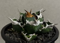 アガベ・チタノタ 白火焔(中株/台湾Hanes)-033｜agave titanota white flame