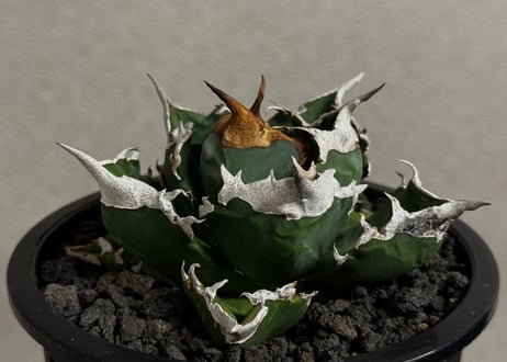 アガベ・チタノタ 白火焔(中株/台湾Hanes)-033｜agave titanota white flame