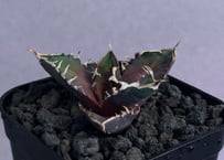 アガベ・笹の雪×イシスメンシス ハイブリッド（芽）-006｜ agave