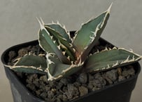 アガベチタノタ　ビースト アガベ・チタノタ ビースト-001（芽）｜agave titanota beast