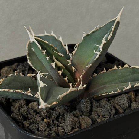 アガベ狼人 | STORES