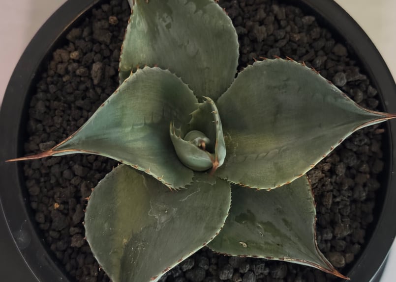 オバティフォリア アガベ・オバティフォリア「ヴァンジー」 7号規格抜き苗 | | アガベ