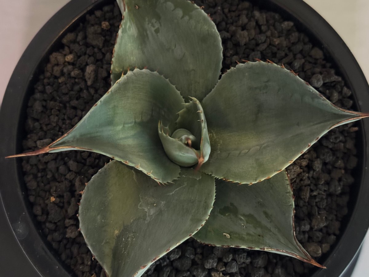 美形大株　アガベ オバティフォリア　幅広　ドアーフタイプ アガベオバティフォリア アガベ オバティフォリア 3.5号サイズ