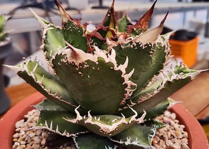 アガベ・チタノタ 蒼龍(芽)-002｜agave titanota blue dragon |