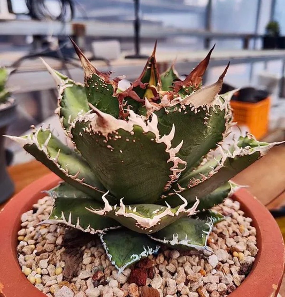 アガベ・チタノタ 蒼龍(芽)-003|agave titanota blue dragon | アガベ・チタノタ 蒼龍(芽)-003|agave titanota blue dragon |