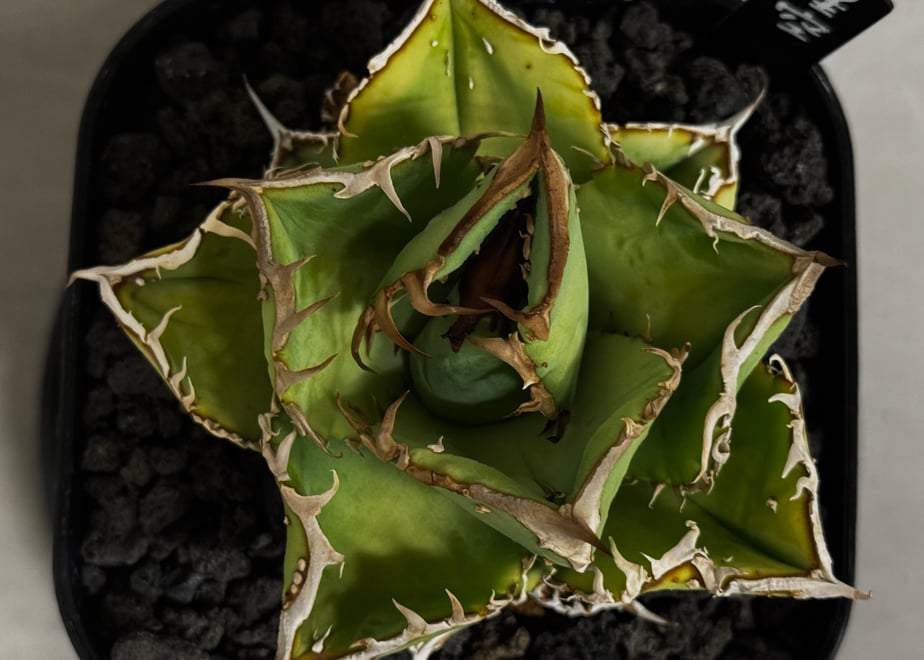 67dbe9a777cfb75b595a7d0c