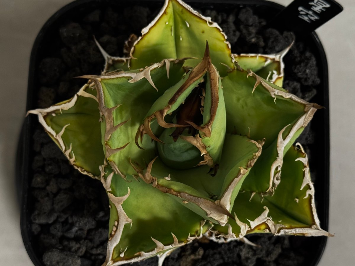 アガベ・チタノタ 星空/台湾agave cho産（芽）-005｜agave titanota