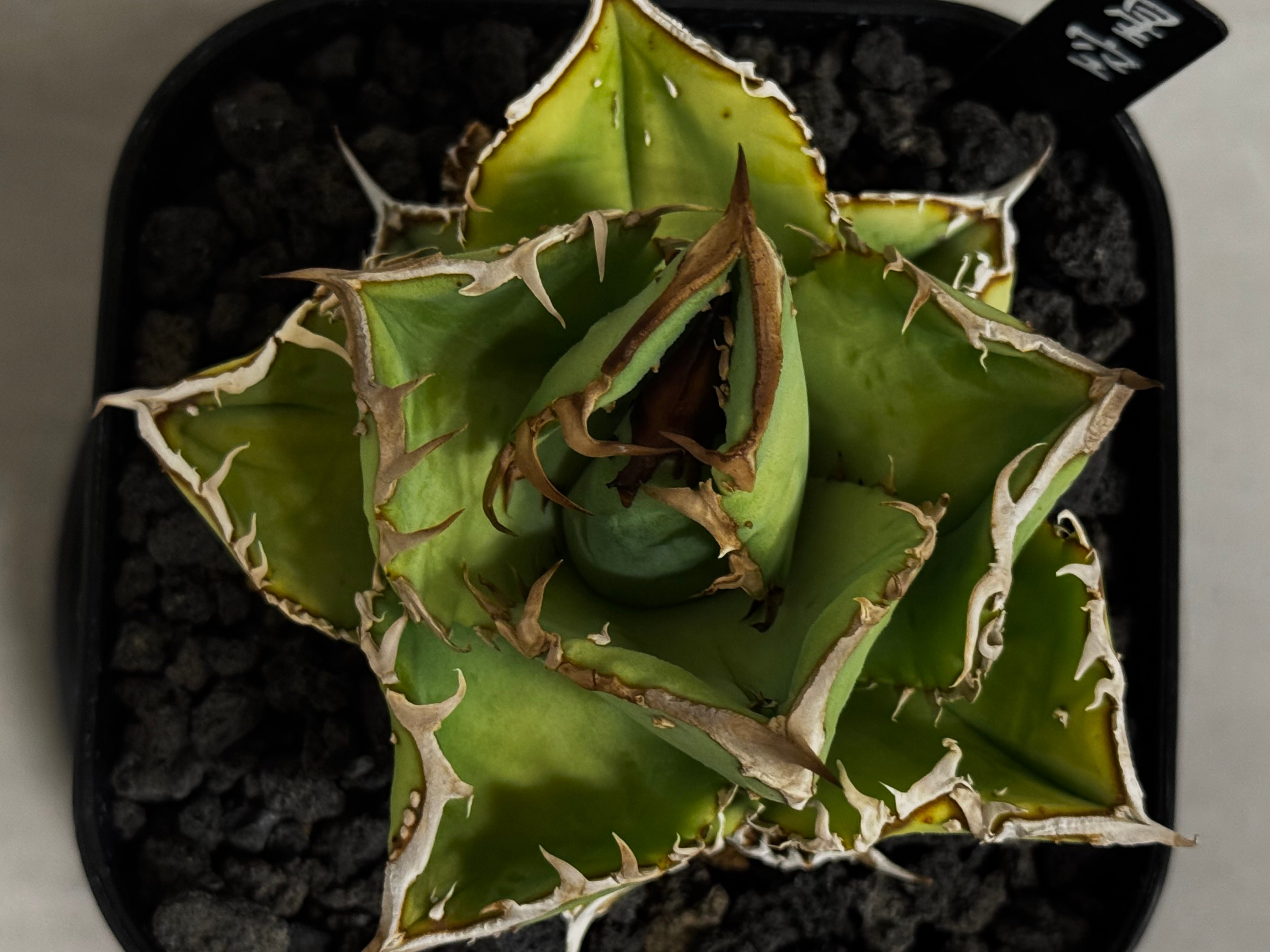 アガベ・チタノタ 星空/台湾agave cho産（芽）-005｜agave titanota
