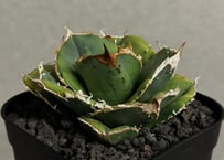 アガベ・チタノタ FO076/オテロイ(芽)006｜agave titanota FO-076
