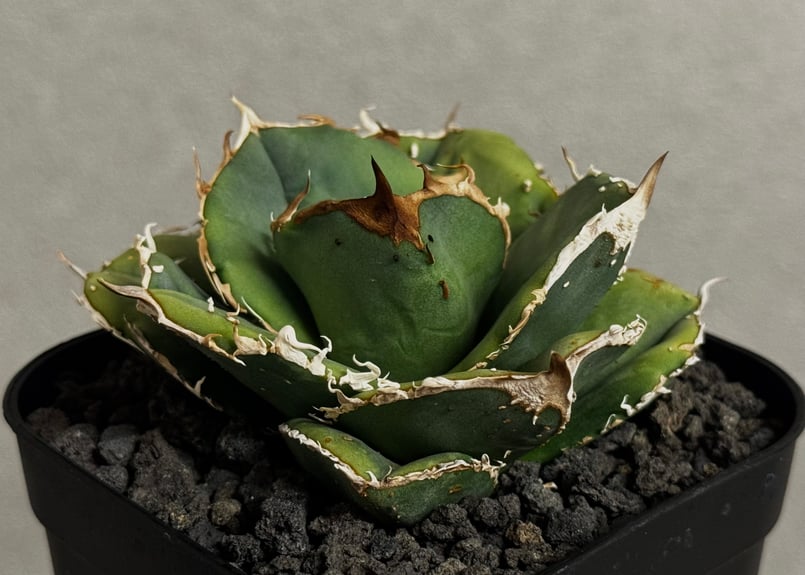 アガベ・チタノタ 蚩尤（芽）-007｜agave titanota chiyou | Plus