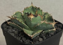 アガベ・一本刺｜（芽）-002｜ agave isthmensis inermis | Plu