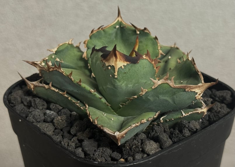 アガベ・チタノタ 鰐亀（芽）-023｜agave titanota alligator sna