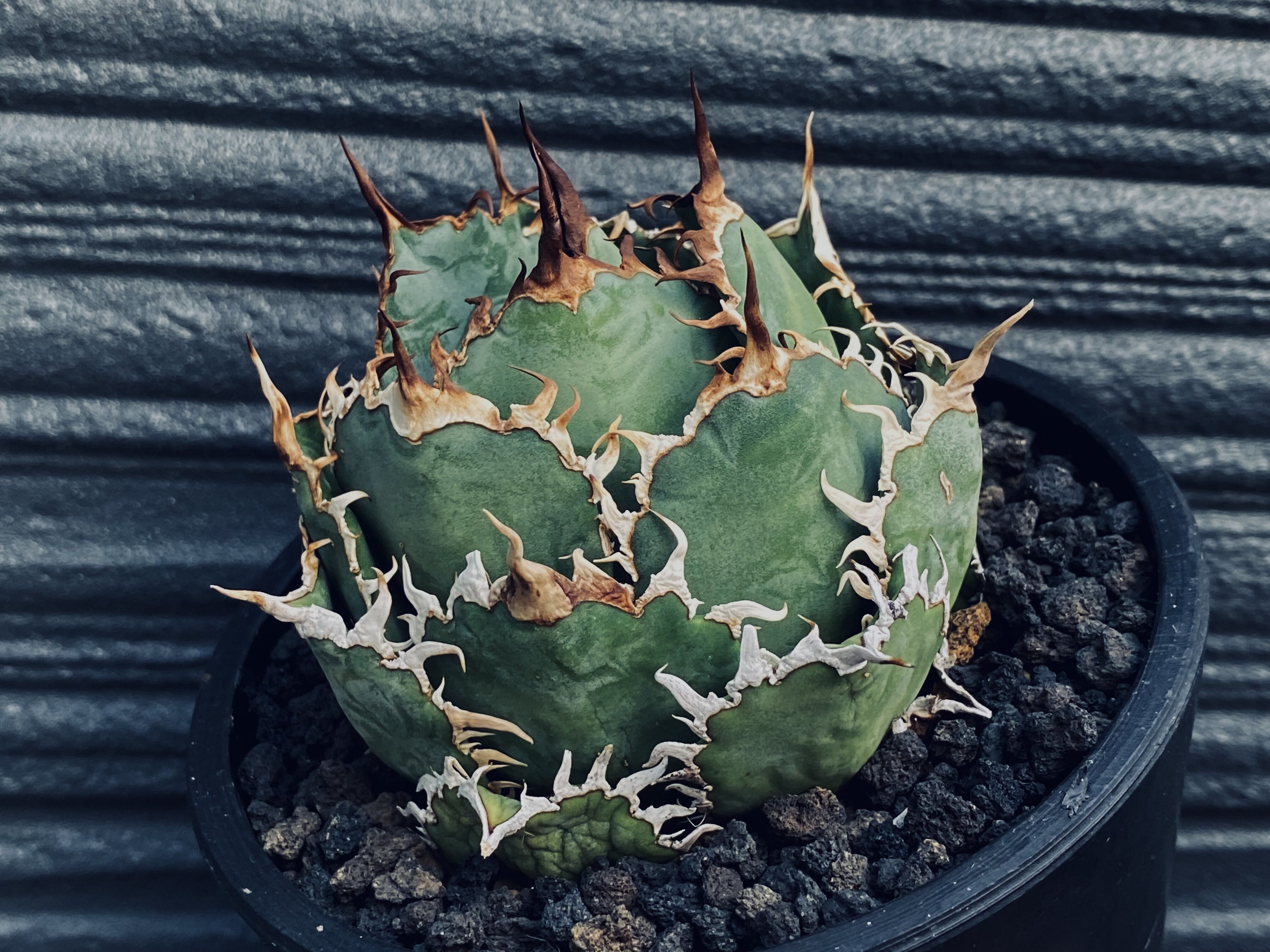 アガベ・チタノタ 圓葉拇指(フィリグリー)_ボールタイプ小-003｜agave