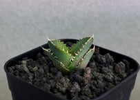 アガベ・チタノタ　CJ-Special（芽）-016｜agave titanota CJ-Special