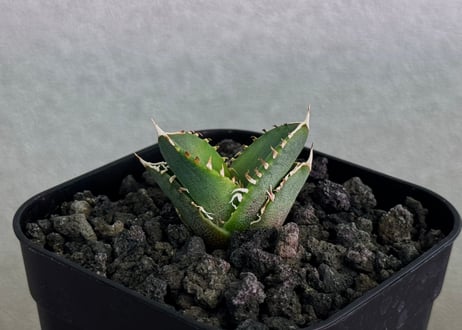 アガベ・チタノタ　CJ-Special（芽）-016｜agave titanota CJ-Special