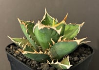 アガベ・チタノタ 狼人(芽)-022|agave titanota were wolf | P アガベ・チタノタ 狼人(芽)-022|agave titanota were wolf | P