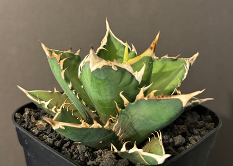 アガベ・チタノタ　赤猫B(小株)006｜agave titanota redcat weezle